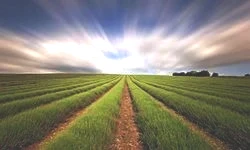 Osmaniye alarm veriyor! Yatırım Yapan Kaybediyor